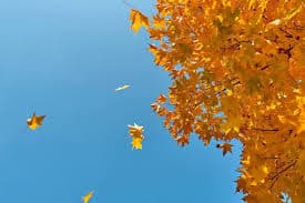 مدارس بهترین مکان برای آموزش حفاظت از محیط زیست